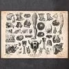 Human Anatomy Print - Various Illustrations II -Codex Anatomicus Shop CA049 copy