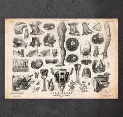 Human Anatomy Print - Various Illustrations II