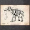 Elephant Anatomy Print 1 Elephant Anatomy Print -Codex Anatomicus Shop CA051 copy 27696848 2a80 4173 93e3 00515bc7aae9