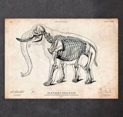 Elephant Anatomy Print