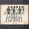 Human Skeleton Print II -Codex Anatomicus Shop CA053 copy d2cf9418 8eb5 49b3 936d 6bff52a32819