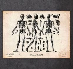 Human Skeleton Print II