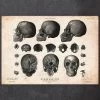 Human Skull Print VII 2 Human Skull Print VII -Codex Anatomicus Shop CA054 copy 09b8f7a1 ddbf 4ae8 aa95 3304dc4a7d53