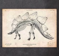 Dinosaur Skeleton Print - Stegosaurus