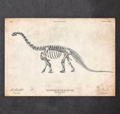 Dinosaur Skeleton Print - Apatosaurus