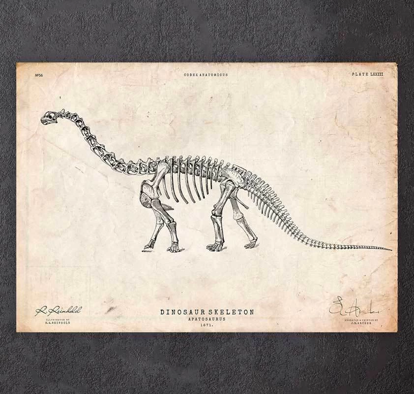 Dinosaur Skeleton Print - Apatosaurus 3 Dinosaur Skeleton Print - Apatosaurus