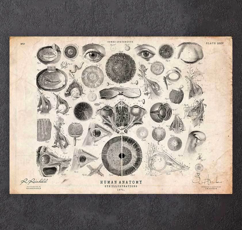 Eye Anatomy Print II 3 Eye Anatomy Print II
