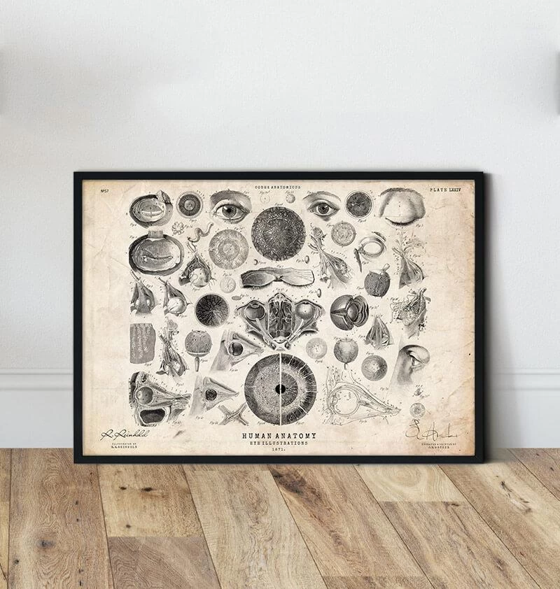 Eye Anatomy Print II 4 Eye Anatomy Print II - Image 2