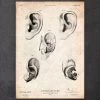 Ear Anatomy Print 2 Ear Anatomy Print -Codex Anatomicus Shop CA058 copy 4baa4b63 900e 4a5f 958c 813b764641fd