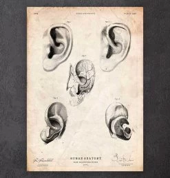 Ear Anatomy Print