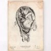 Fetus In A Womb Anatomy Print -Codex Anatomicus Shop CA059