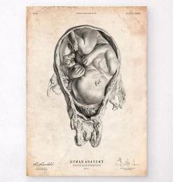 Fetus In A Womb Anatomy Print