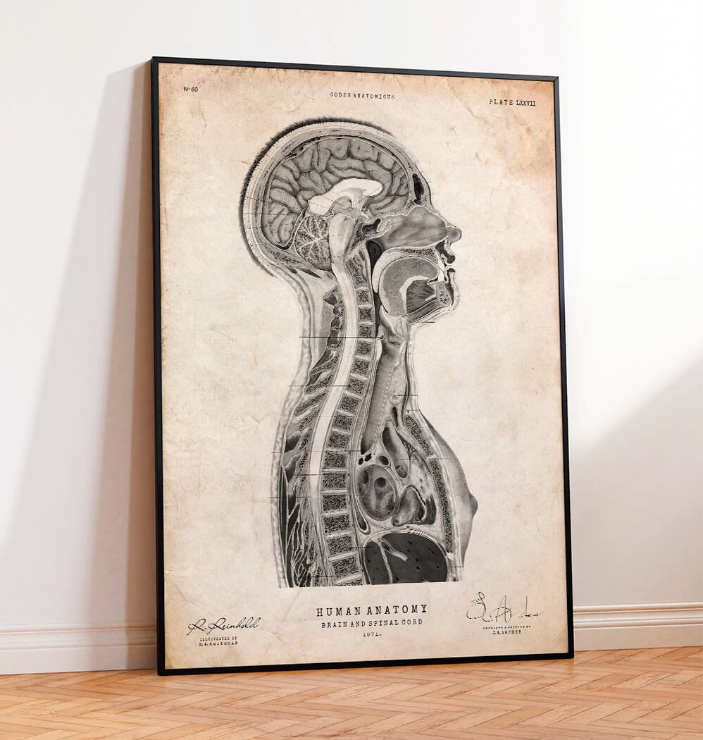 Brain And Spinal Cord Anatomy Print 4 Brain And Spinal Cord Anatomy Print - Image 2