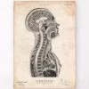 Brain And Spinal Cord Anatomy Print -Codex Anatomicus Shop CA060 cc623048 78b9 49f6 9ed5 536925002366