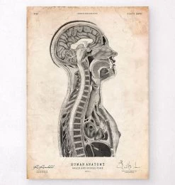 Brain And Spinal Cord Anatomy Print