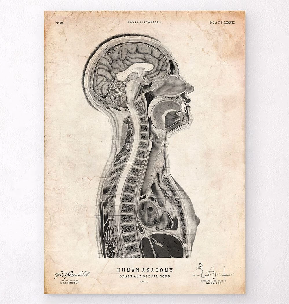 Brain And Spinal Cord Anatomy Print 3 Brain And Spinal Cord Anatomy Print