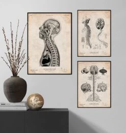 Brain And Spinal Cord Anatomy Print II -Codex Anatomicus Shop CA061 3
