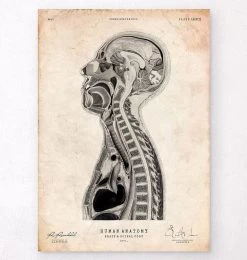 Brain And Spinal Cord Anatomy Print II
