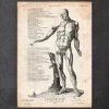 Full Body Human Anatomy Print VI