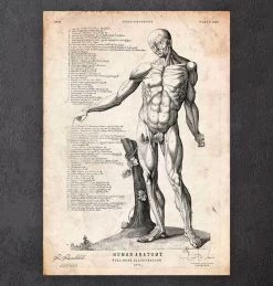 Full Body Human Anatomy Print VI
