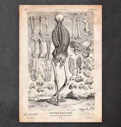 Human Skeleton Print III
