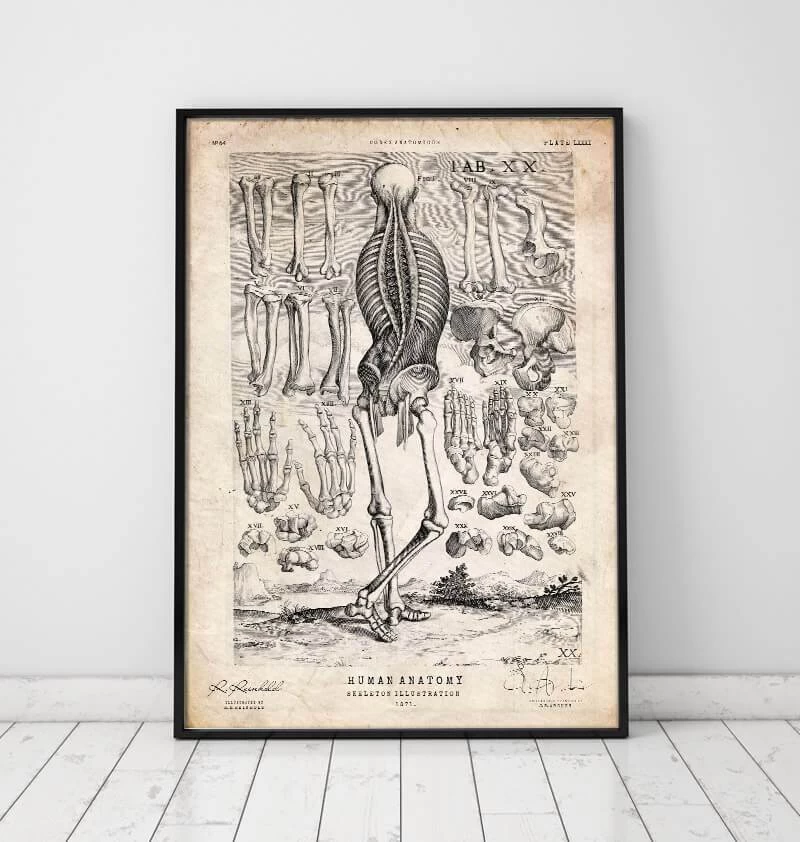 Human Skeleton Print III 4 Human Skeleton Print III - Image 2
