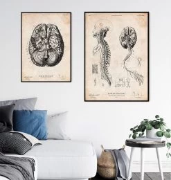 Brain And Spinal Cord Anatomy Print III -Codex Anatomicus Shop CA071 3