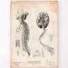 Brain And Spinal Cord Anatomy Print III 2 Brain And Spinal Cord Anatomy Print III -Codex Anatomicus Shop CA071 af19e375 a64e 4967 8cd3 f69155fa88ae