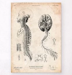 Brain And Spinal Cord Anatomy Print III