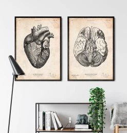 Brain Anatomy Print III 7 Brain Anatomy Print III -Codex Anatomicus Shop CA072 3