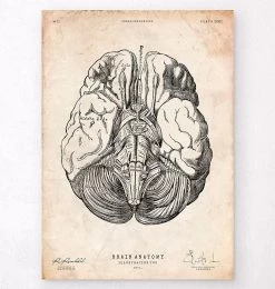 Brain Anatomy Print III