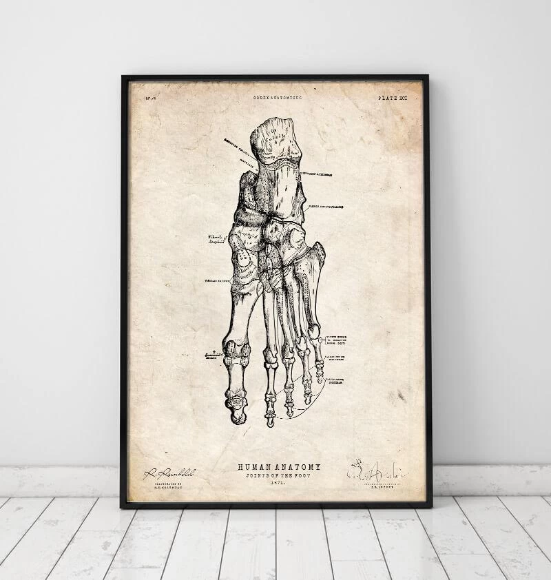 Human Foot Anatomy Print 4 Human Foot Anatomy Print - Image 2