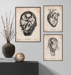 Fetus In A Womb Anatomy Print II -Codex Anatomicus Shop CA075 3 49a28b96 0c0b 4330 8a94 d6c53cb2fe0e