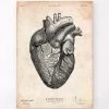 Heart Anatomy Print VII -Codex Anatomicus Shop CA078
