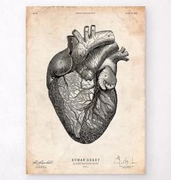 Heart Anatomy Print VII