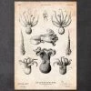 Octopus Anatomy Print 1 Octopus Anatomy Print -Codex Anatomicus Shop CA079 2caa3052 e858 415d a4aa 133239af0ecd