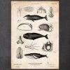 Whale Anatomy Print
