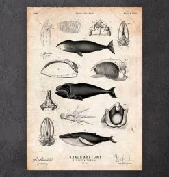 Whale Anatomy Print