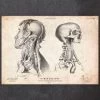 Head Anatomy Print IV -Codex Anatomicus Shop CA081 02fc4995 78f7 47d8 8b3b e88db067849f