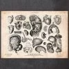 Human Anatomy Print - Various Illustrations IV 2 Human Anatomy Print - Various Illustrations IV -Codex Anatomicus Shop CA082 b6d784f4 79b3 48c9 a0cc df692ba53c9b
