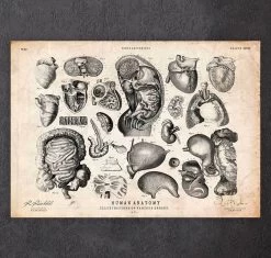 Human Anatomy Print - Various Illustrations IV