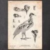 Bird Anatomy - Falcon -Codex Anatomicus Shop CA084 382a25ff 87a7 4fbb 9ace b6ab4c4be308