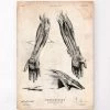 Human Hand Anatomy Print III -Codex Anatomicus Shop CA085