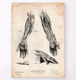 Human Hand Anatomy Print III