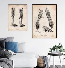 Human Hand Anatomy Print III -Codex Anatomicus Shop CA085 3