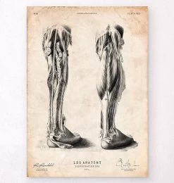 Human Leg Anatomy Print