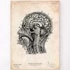 Brain Anatomy Print IV -Codex Anatomicus Shop CA088 9d509cb8 786a 44aa 99cb 9d13d728a08c
