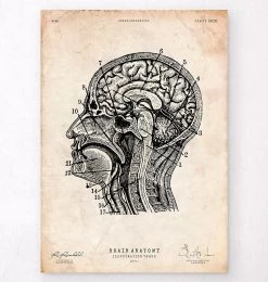 Brain Anatomy Print IV