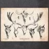 Deer And Moose Skull Print 1 Deer And Moose Skull Print -Codex Anatomicus Shop CA090 7d779be9 f9db 491b ab16 82697a5b163e