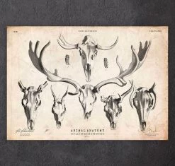 Deer And Moose Skull Print
